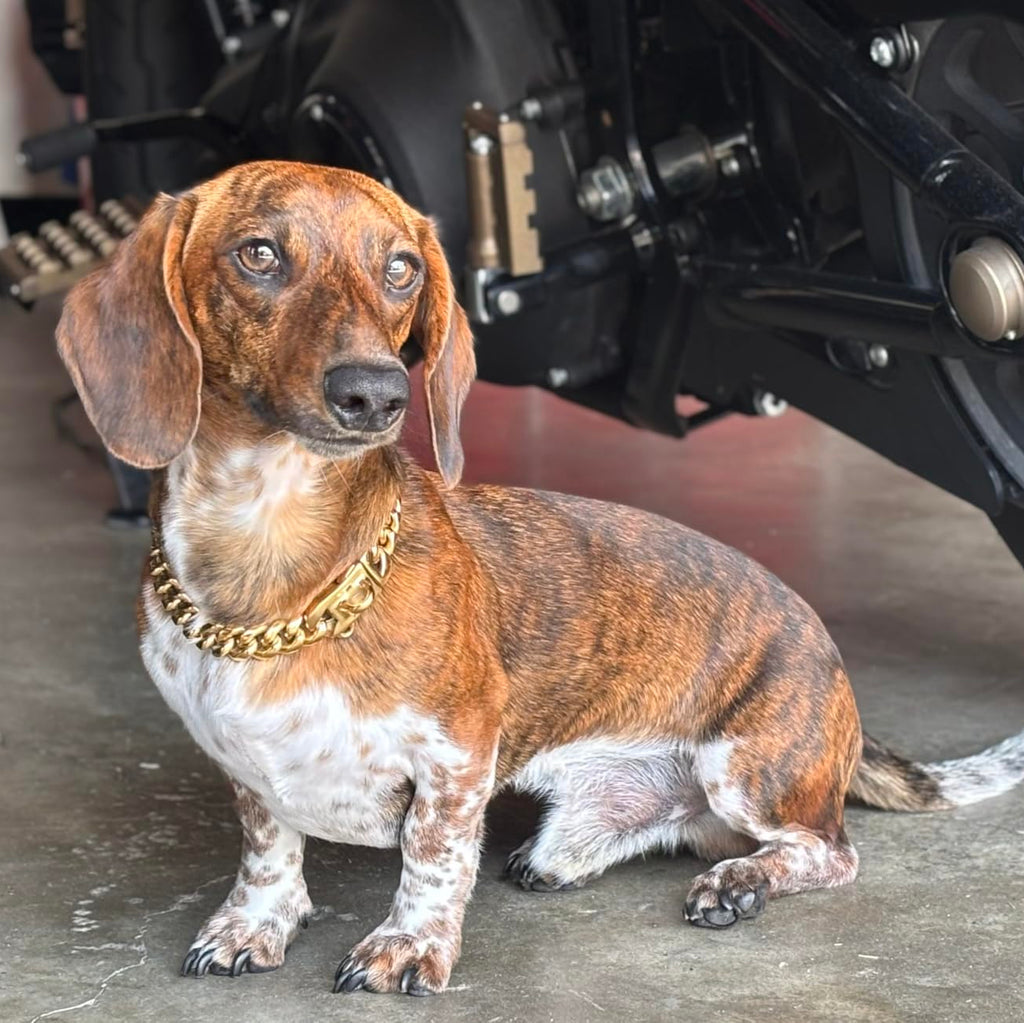 Cuban Link Luxury Dog Chain