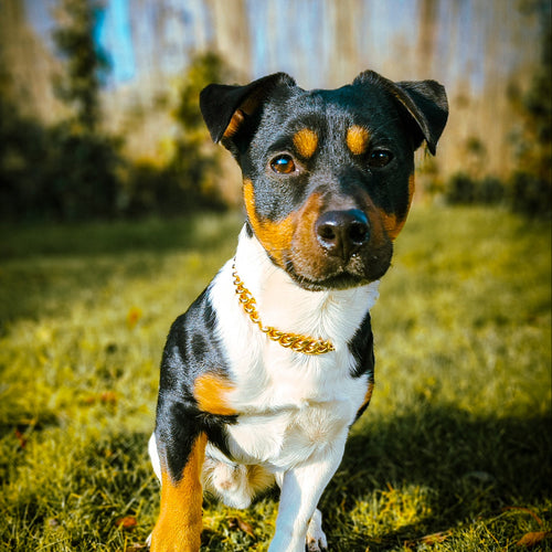 Cuban Link Luxury Dog Chain